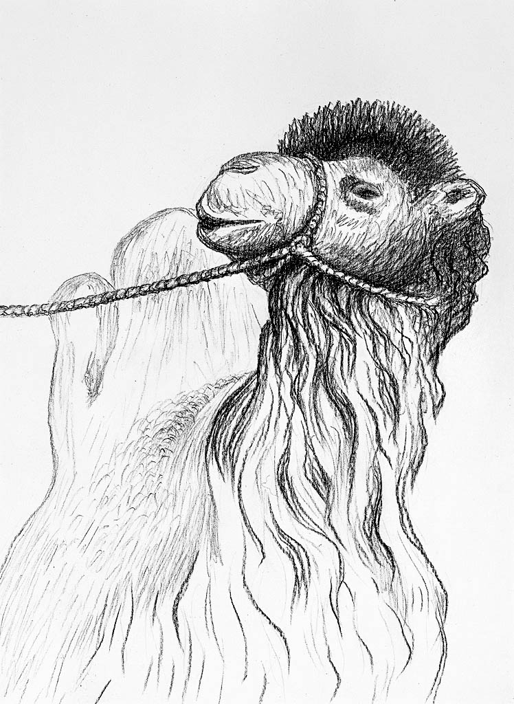 Camel (Chinese pen)  400 x 300