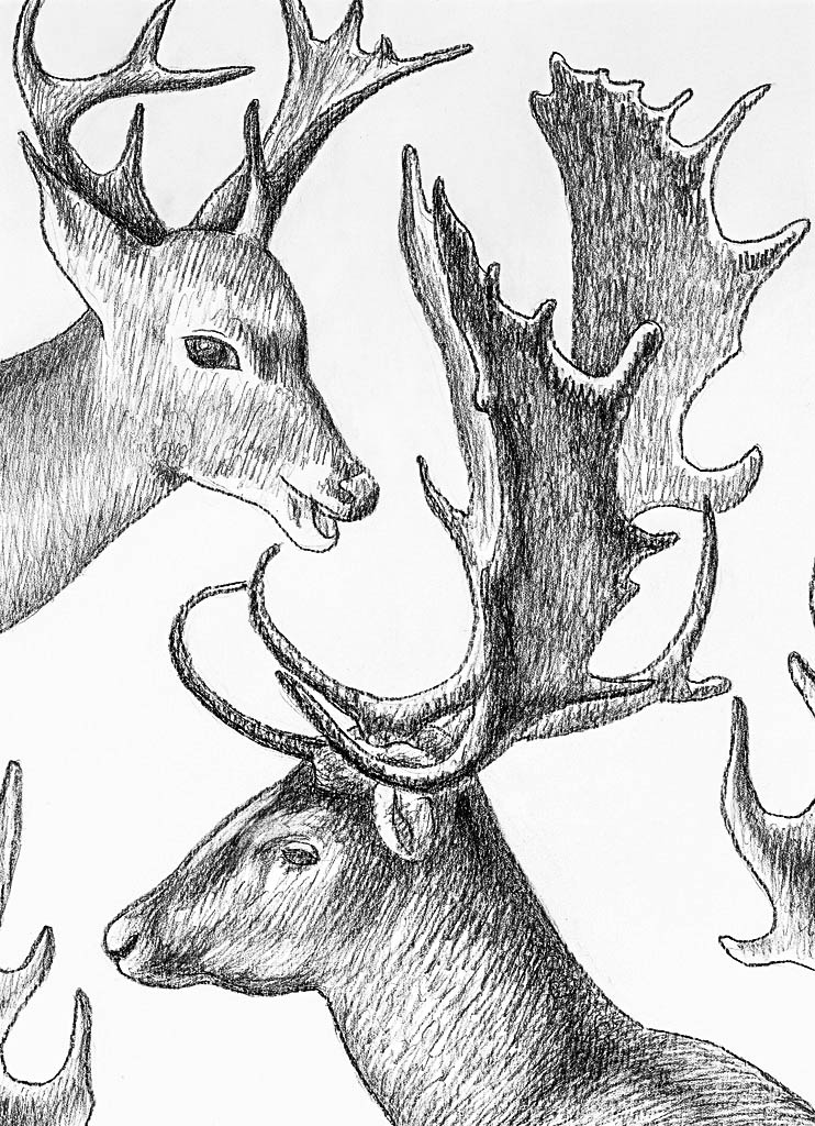 Horns (Chinese pen)  400 x 300