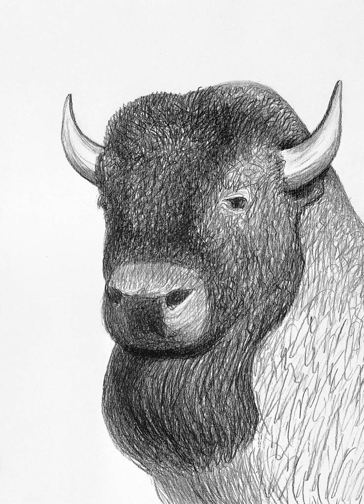 Bison (Chinese pen)  400 x 300