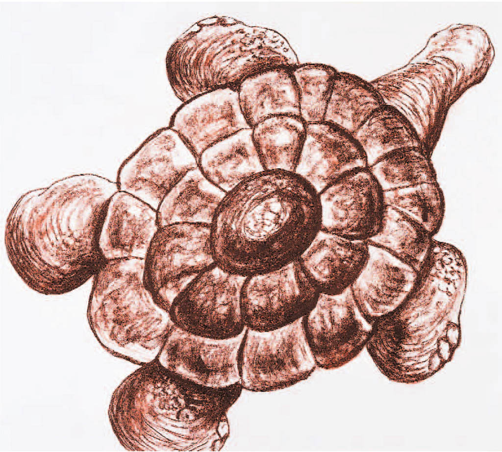 Elephantine-Turtle (Sanguine)  700 x 600