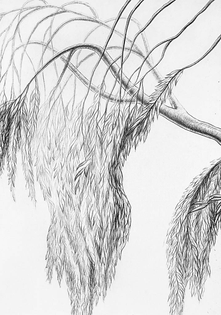 Saule pleureur (cliché-verre)  860 x 630