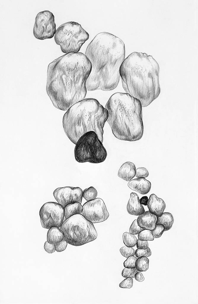 Pierres (cliché-verre)  600 x 400