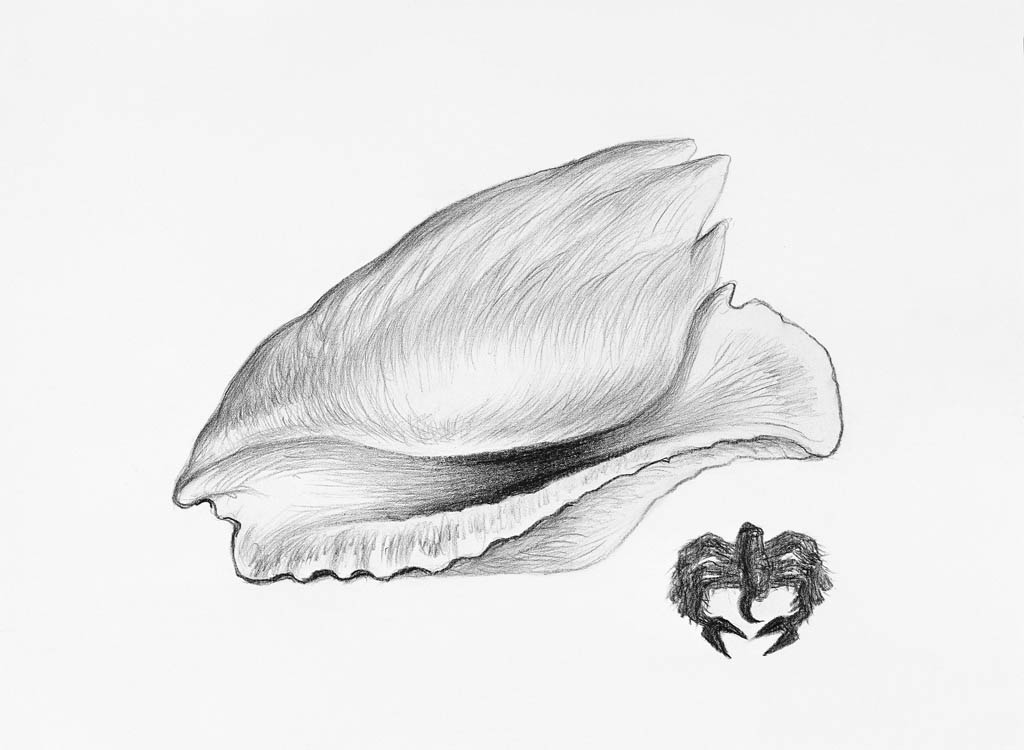 Un coquillage et un scorpion (cliché-verre)  400 x 300