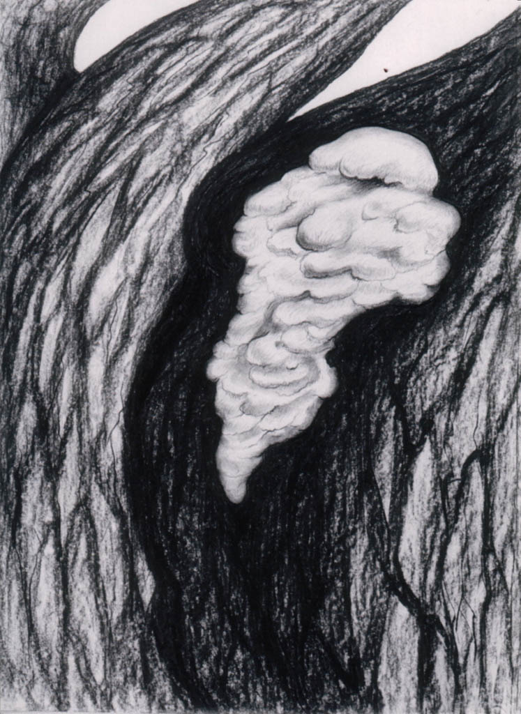 Un champignon sur l’arbre (charbon)  820 x 620