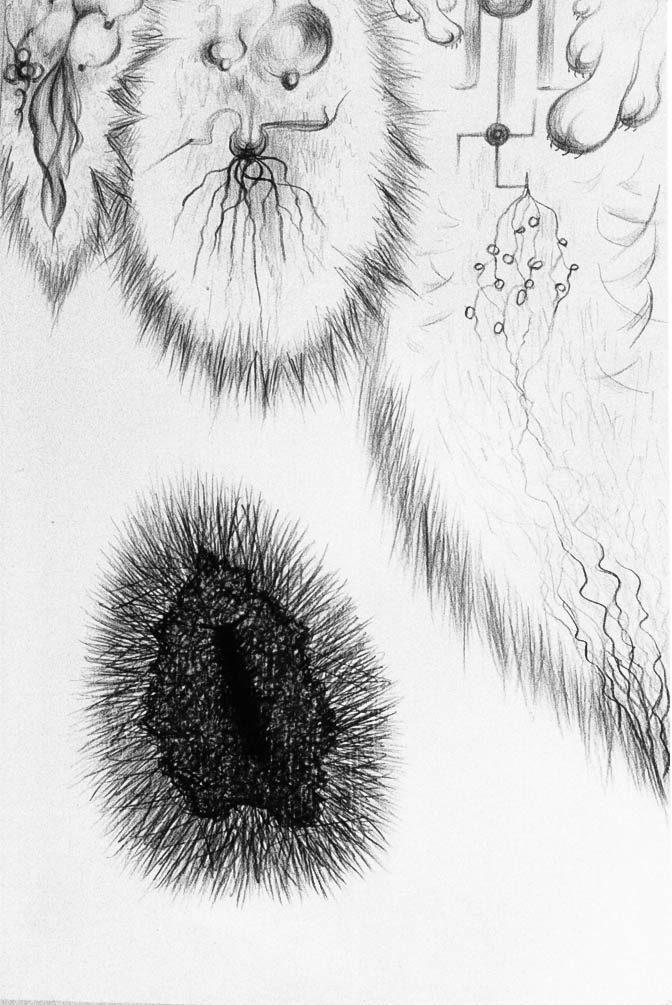 Mon âme chenille (cliché-verre)  600 x 400